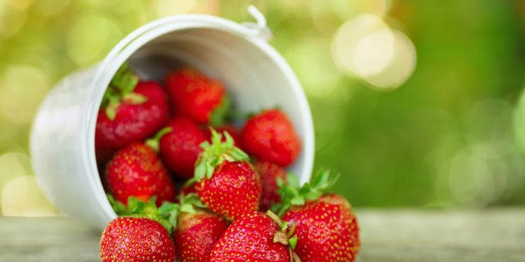 A Guide to Storing Fresh Berries in Canning Jars