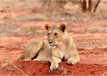 African Safari Trends 2026 –  What’s Hot In Kenya’s Parks And Conservancies