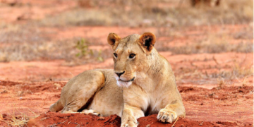 African Safari Trends 2026 – What’s Hot In Kenya’s Parks And Conservancies