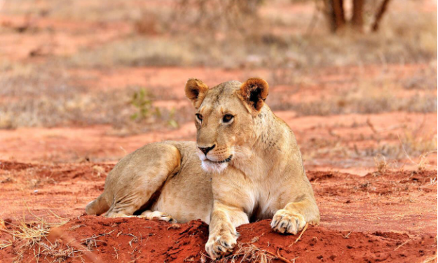 African Safari Trends 2026 –  What’s Hot In Kenya’s Parks And Conservancies